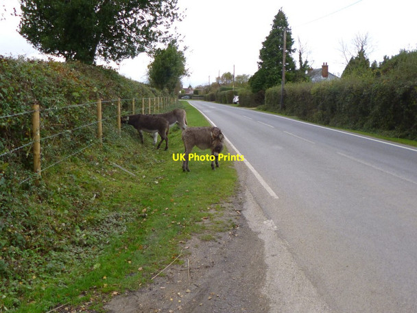 Photo 6"x4" East Boldre, donkeys East Boldre c2012