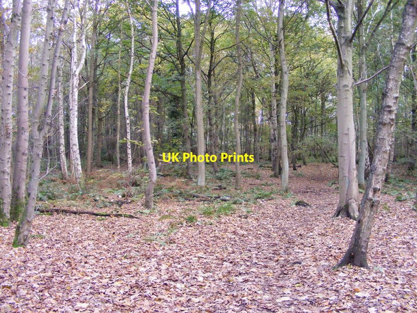 Photo 6"x4" Plantation Path Himley c2012