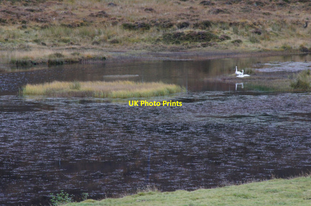 Photo 6"x4" Whooper Swans (Cygnus cygnus), River Cannich below Mullardoch Allt a' Ghlais Choire c2012