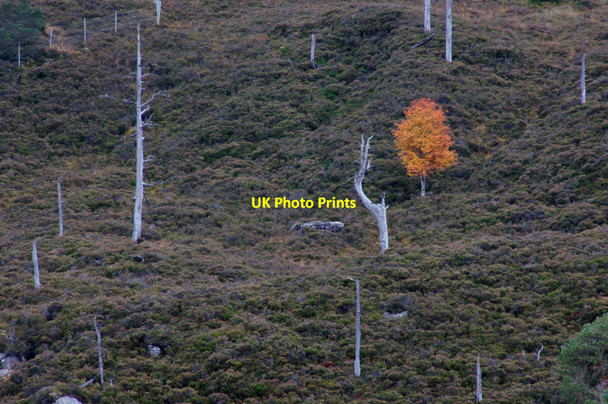 Photo 6"x4" Lone birch on a hillside, Loch Mullardoch Allt na Cruimadh c2012