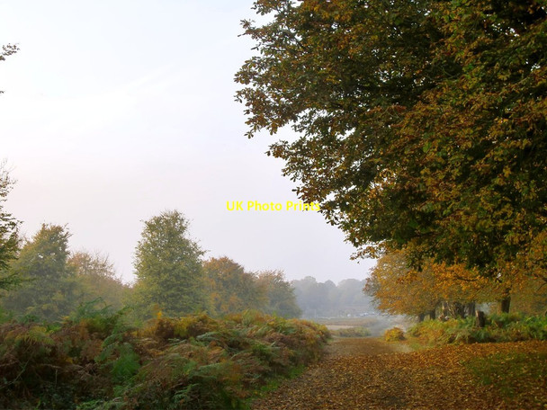 Photo 6"x4" View at the edge of High Wood, October Kingston Upon Thames c2012