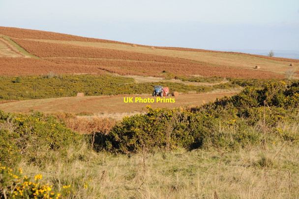 Photo 6"x4" Baling bracken on Disgwylfa Hill Newchurch\/SO2150 c2012