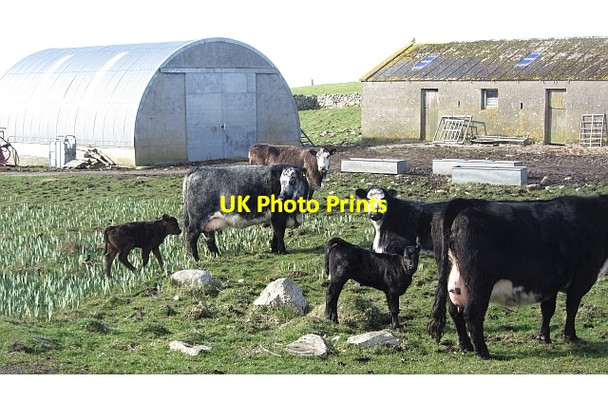 Photo 6"x4" Cows and calves, Cnoca Breac Staoinebrig c2012
