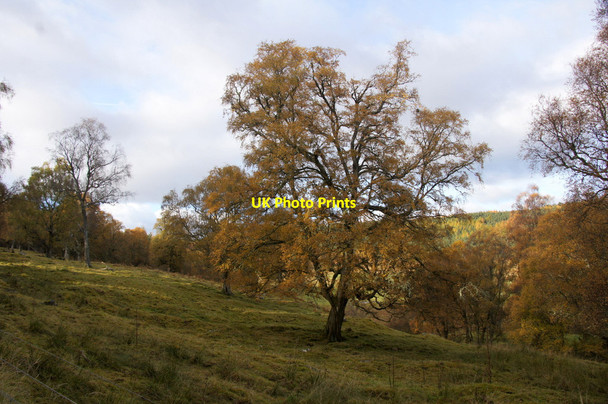 Photo 6"x4" Woodland, Corrimony Corrimony c2012
