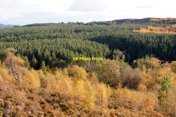 Photo 6"x4" Woodland at Corrimony Corrimony c2012