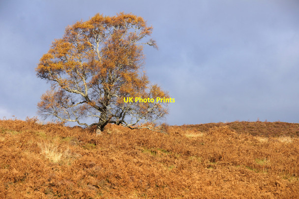 Photo 6"x4" Tree on moorland at Corrimony Corrimony c2012