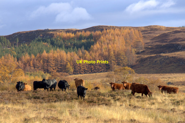 Photo 6"x4" Cattle on Corrimony RSPB reserve Corrimony c2012