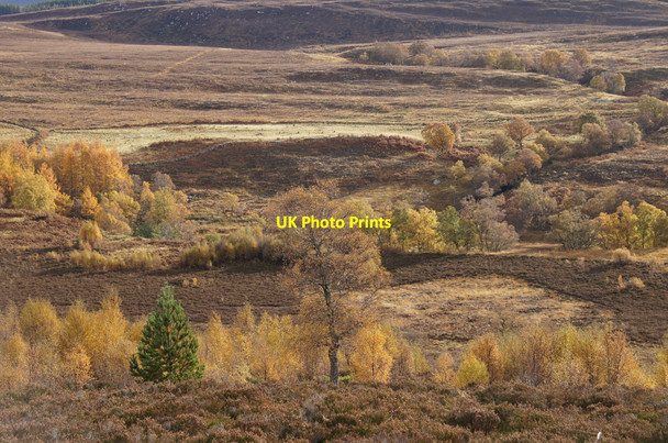 Photo 6"x4" Moorland with scattered trees, Corrimony Corrimony c2012