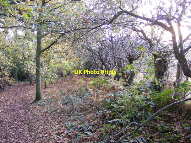 Photo 6"x4" Woodland Edge Blakeley\/SO8692 c2012