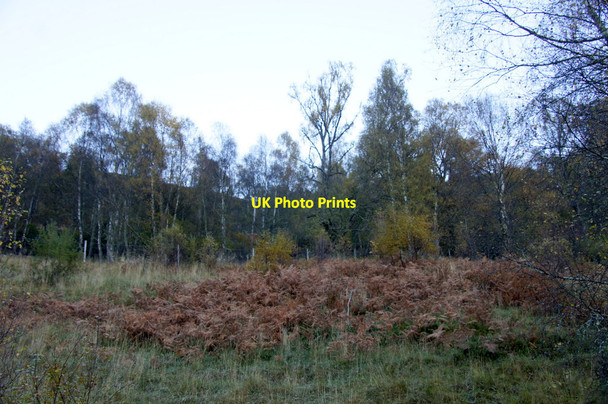 Photo 6"x4" Woodland, Crochail, Strathglass Loch Carn nam Badan c2012