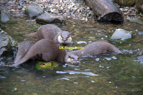 Photo 6"x4" Asian Otters, London Wetland Centre, Barnes, London Barnes c2012