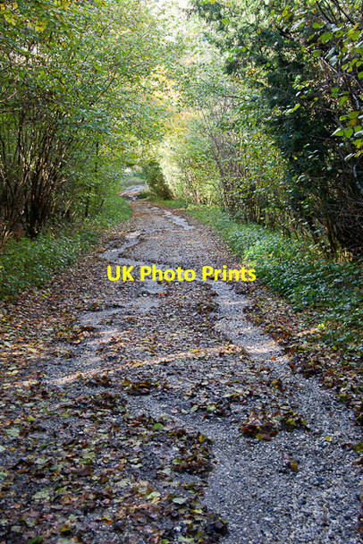 Photo 6"x4" Byway in Bushy Copse Lane End\/SU5525 c2012