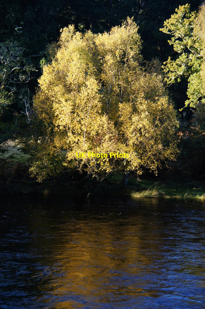 Photo 6"x4" Tree beside the River Beauly Erchless Castle c2012
