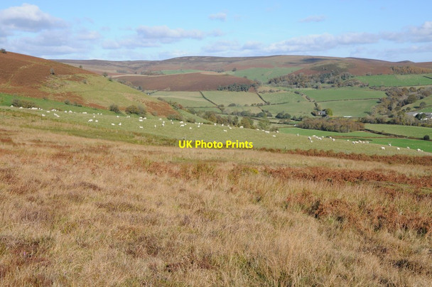 Photo 6"x4" Field of sheep Colva c2012