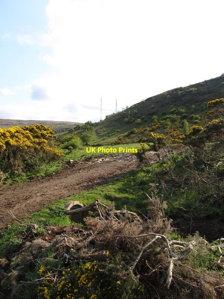 Photo 6"x4" Whins and scrub on the east side of Divis Clady\/J2578 c2012