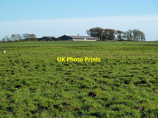 Photo 6"x4" A livestock field at Longbridge Muir Bankend\/NY0268 c2012