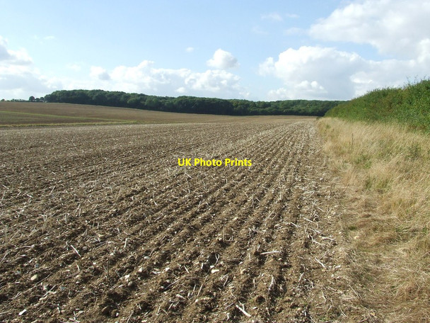 Photo 6"x4" Footpath Field And Forest Balsam c2012