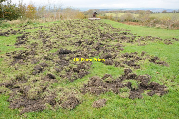 Photo 6"x4" Wild boar activity Ruardean Hill c2012