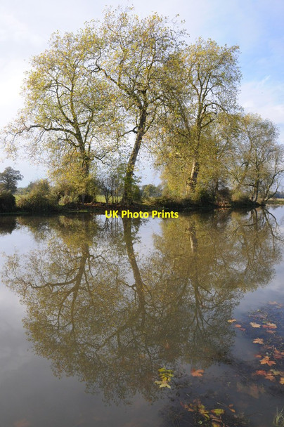 Photo 6"x4" London plane trees reflected in Croome River Dunstall Common c2012 P1