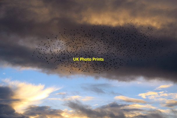 Photo 6"x4" Murmuration over Portsmouth Harbour Station, Hampshire Portsea c2012 P2