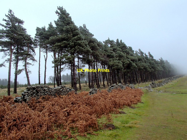 Photo 6"x4" Wall and line of pine trees Edale End c2012