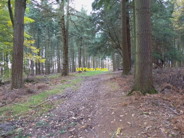 Photo 6"x4" Rhinefield, forestry track North Weirs c2012