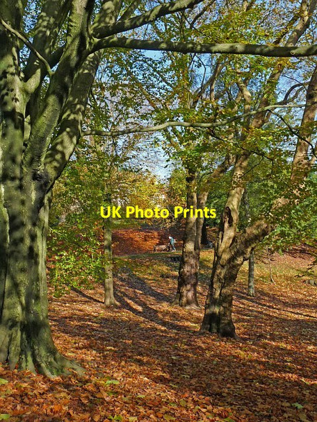 Photo 6"x4" Carpet of autumn leaves, Belle Vue Park Newport\/Casnewydd c2012