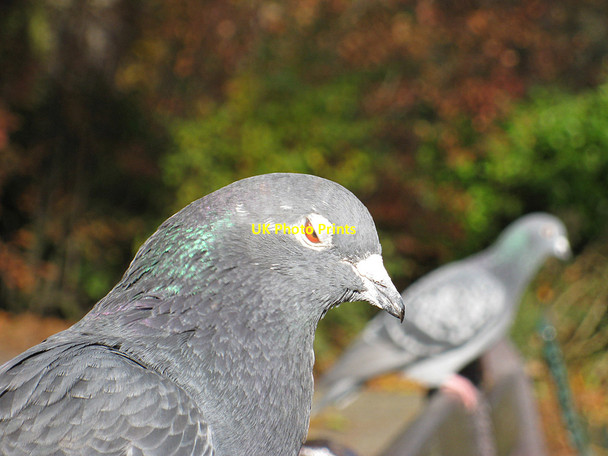 Photo 6"x4" Nodding off Scarborough\/TA0388 c2012