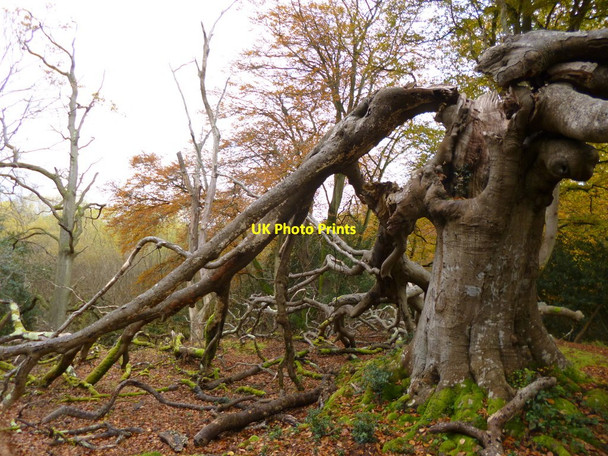 Photo 6"x4" Bisterne Close, fallen tree Burley Lawn c2012