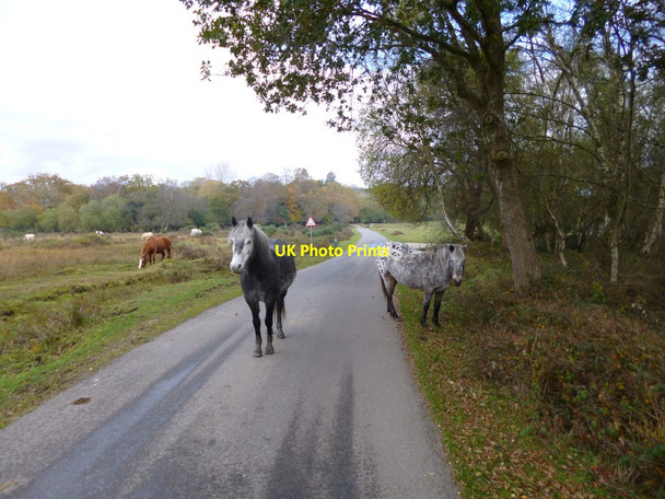 Photo 6"x4" Bisterne Close, ponies Burley Lawn c2012
