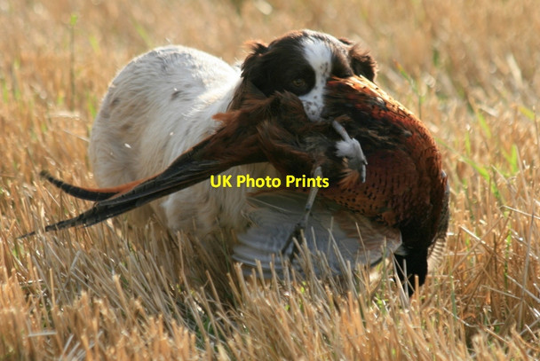 Photo 6"x4" Cut down over the stubble at Altyre Woodside\/NJ0555 c2012