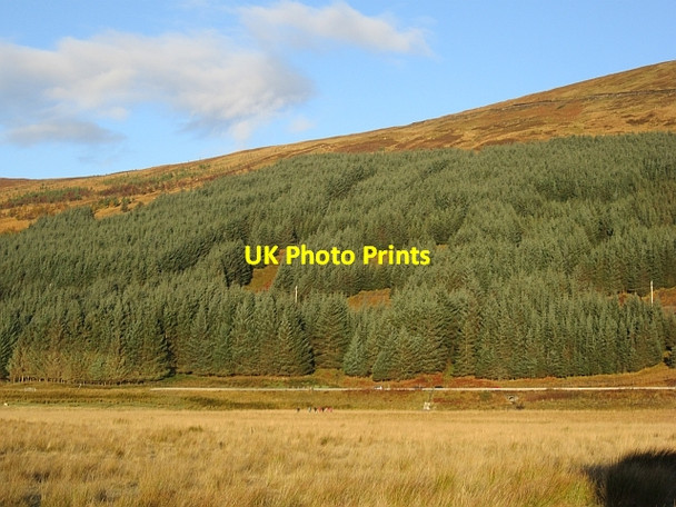 Photo 6"x4" Conifer plantation, Ledgowan Achnasheen\/Achadh na Sine c2012