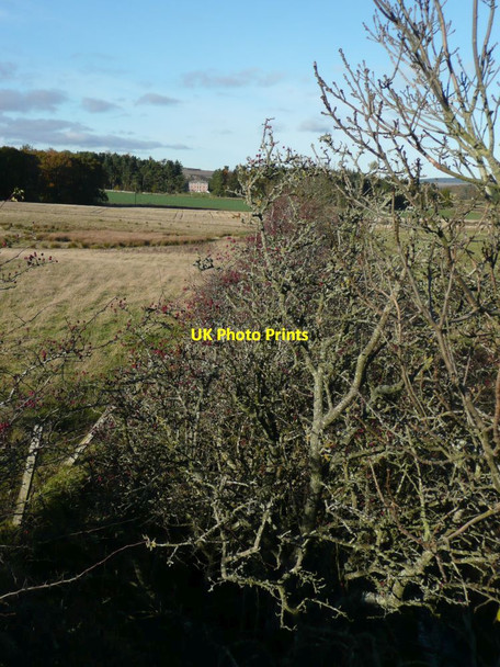 Photo 6"x4" Hedge and stream between pastures Chatton c2012