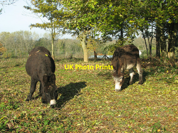 Photo 6"x4" A pair of donkeys foraging at Fir Hill, Keswick Keswick\/TG2004 c2012
