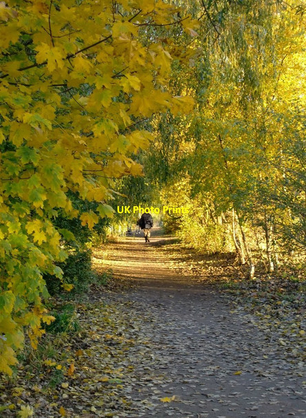 Photo 6"x4" The Thames Path at Hurst Park, in November Teddington\/TQ1670 c2012
