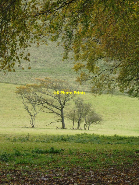 Photo 6"x4" Downland trees below Cissbury Ring (2) Findon\/TQ1208 c2012