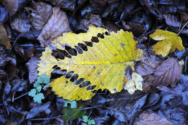 Photo 6"x4" A leaf devil Gwehelog c2012