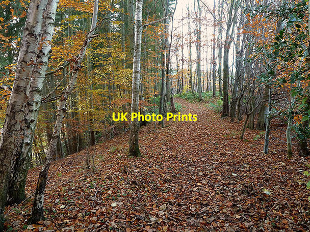 Photo 6"x4" A woodland path on the Ravenswood Estate Bemersyde c2012