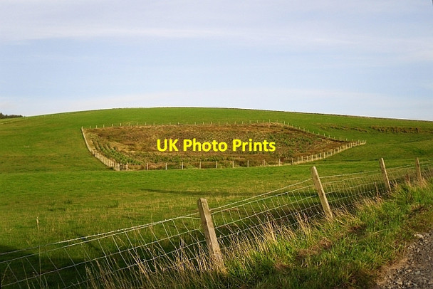 Photo 6"x4" A young plantation Clachan\/NR7656 c2012