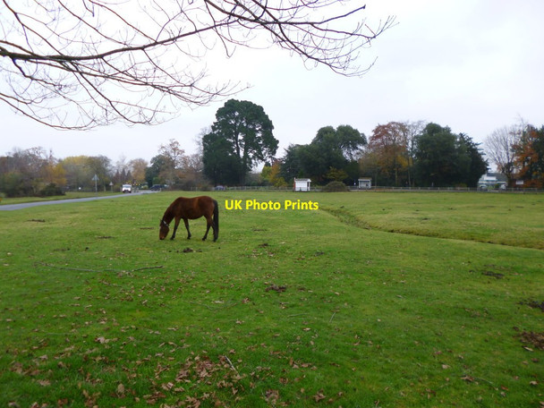 Photo 6"x4" Brockenhurst, Waters Green Balmerlawn c2012