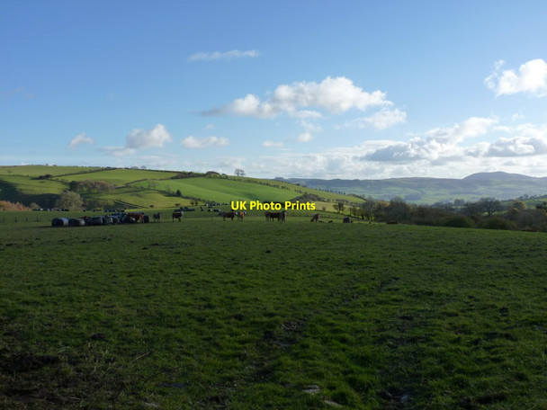 Photo 6"x4" Beef cattle in a field south of Rhos Farm Brunant\/SJ2809 c2012
