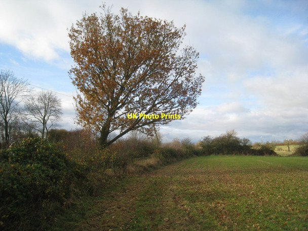 Photo 6"x4" The last leaves Hickling Pastures c2012