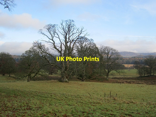 Photo 6"x4" Parkland, Drumlanrig Castle Cairnpark\/NX8698 c2012