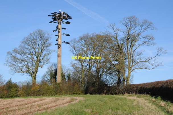 Photo 6"x4" Thinly disguised mobile phone mast Grendon Bishop c2012