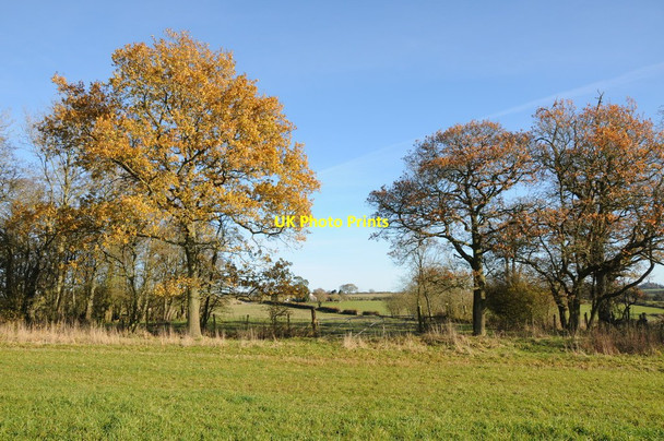 Photo 6"x4" Autumn trees Grendon Bishop c2012