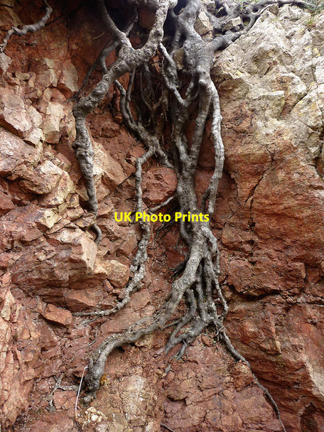 Photo 6"x4" Beech tree roots in Red Rake Elmslack c2012