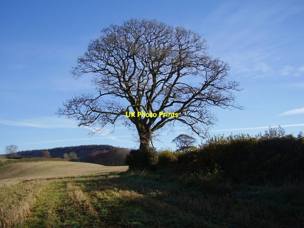 Photo 6"x4" Tree on Knapp's Lane Harpford c2012