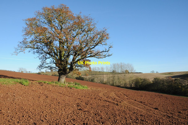 Photo 6"x4" Tree in a ploughed field Docklow c2012