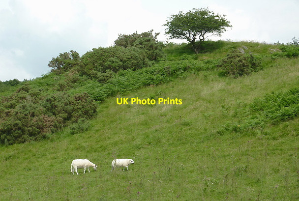 Photo 6"x4" Grazing north of Pont-rhyd-y-groes, Ceredigion Pont-rhyd-y-groes c2012
