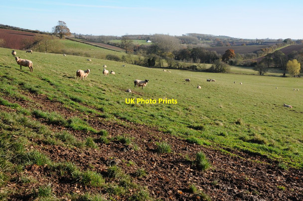Photo 6"x4" Sheep grazing above Holly Brook Risbury\/SO5555 c2012